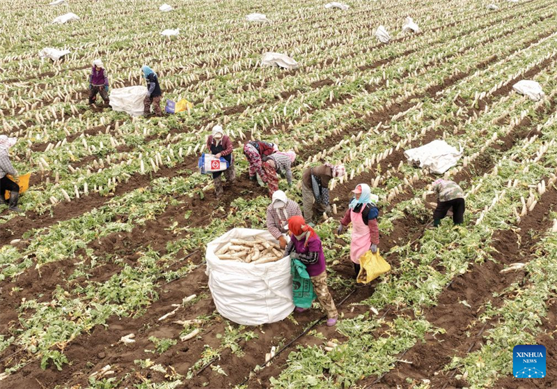 Hebei : comment l'agriculture spécialisée stimule la revitalisation rurale à Tangshan