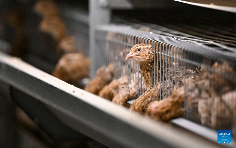 Zhejiang : le développement de centres d'élevage de cailles intelligents accroît les revenus des agriculteurs de Jinhua