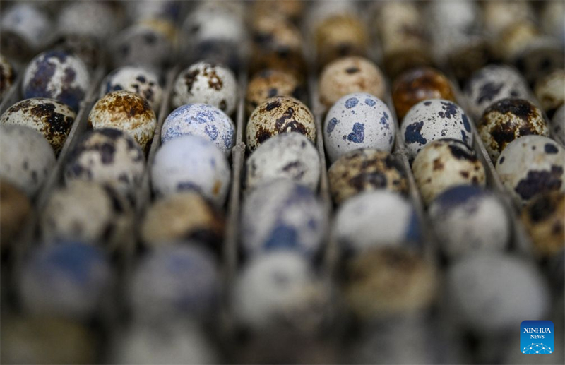 Zhejiang : le développement de centres d'élevage de cailles intelligents accroît les revenus des agriculteurs de Jinhua
