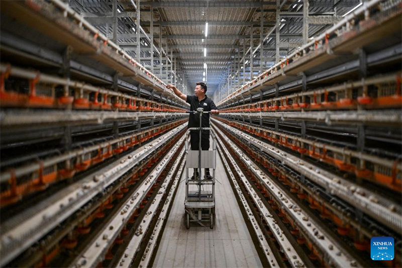 Zhejiang : le développement de centres d'élevage de cailles intelligents accroît les revenus des agriculteurs de Jinhua