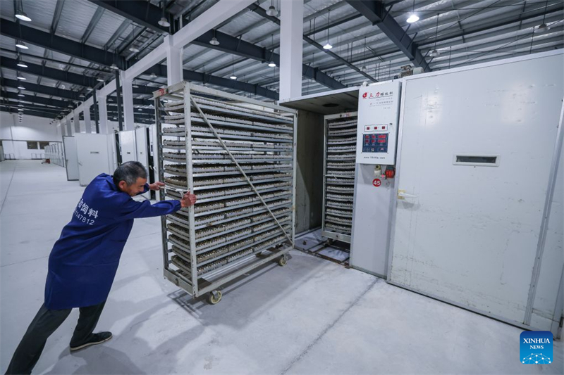 Zhejiang : le développement de centres d'élevage de cailles intelligents accroît les revenus des agriculteurs de Jinhua