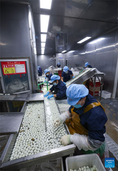 Zhejiang : le développement de centres d'élevage de cailles intelligents accroît les revenus des agriculteurs de Jinhua