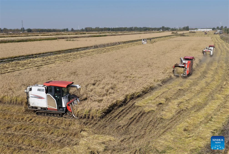 Hebei : la récolte d'automne entre dans sa phase finale à Tangshan