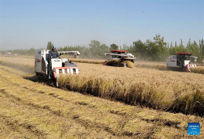 Hebei : la récolte d'automne entre dans sa phase finale à Tangshan