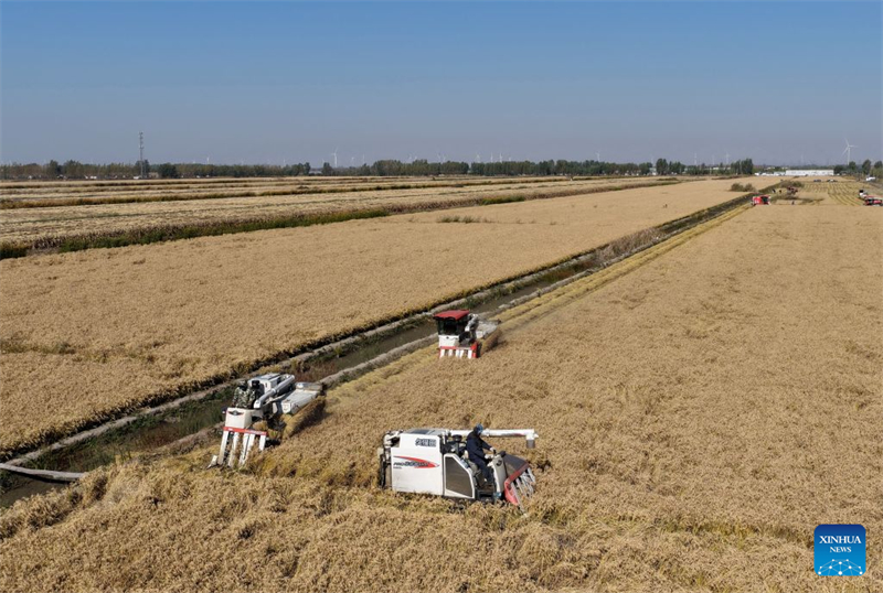 Hebei : la récolte d'automne entre dans sa phase finale à Tangshan