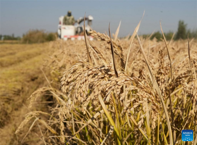 Hebei : la récolte d'automne entre dans sa phase finale à Tangshan