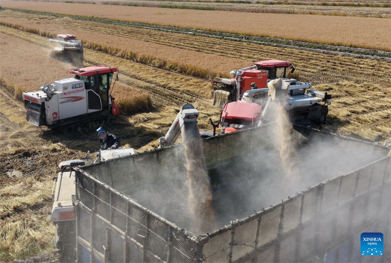 Hebei : la récolte d'automne entre dans sa phase finale à Tangshan