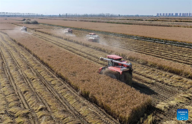 Hebei : la récolte d'automne entre dans sa phase finale à Tangshan