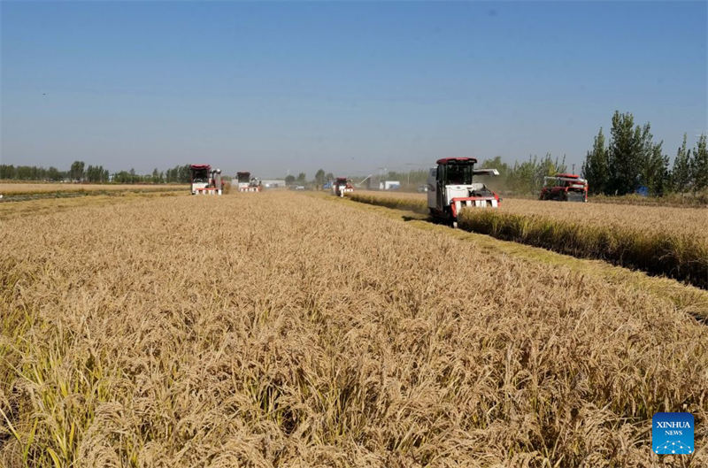 Hebei : la récolte d'automne entre dans sa phase finale à Tangshan