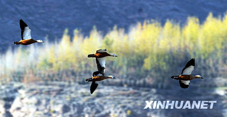 Les oiseaux se rassemblent aux alentours de Xining, ancienne ville du plateau Qinghai-Tibet\r\n\r\n