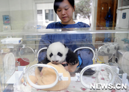 Chine: nombre record de mères pandas en 2009 