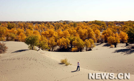 Xinjiang: peupliers en feuillage d\'automne