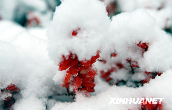 Chutes de neige à Beijing 