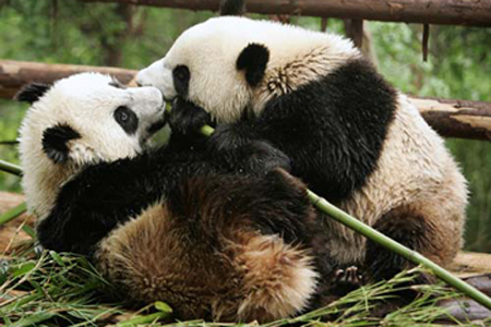 Chine: un centre de réadaptation des pandas géants à la vie sauvage 