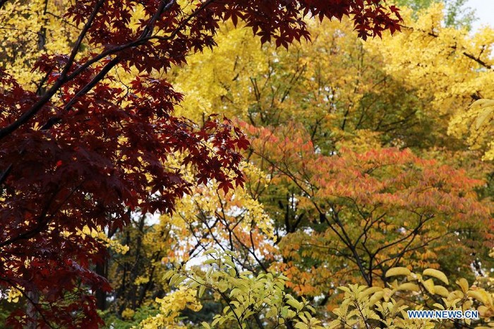 Photo: beaux paysages d'automne à Séoul, en Corée du Sud