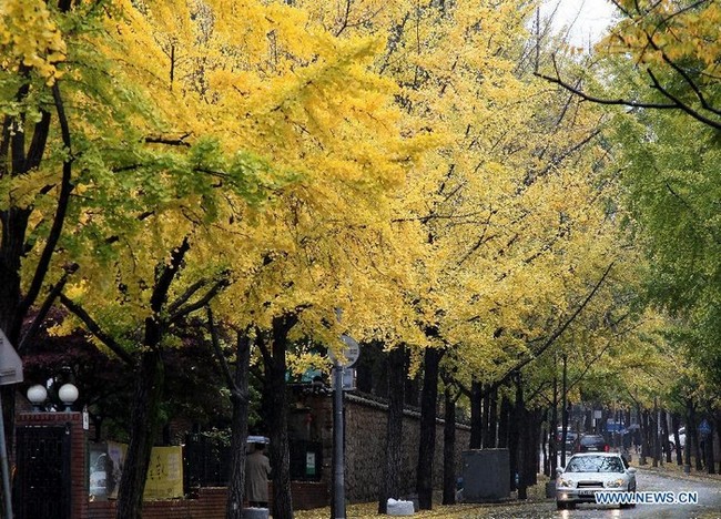 Photo: beaux paysages d'automne à Séoul, en Corée du Sud (4)