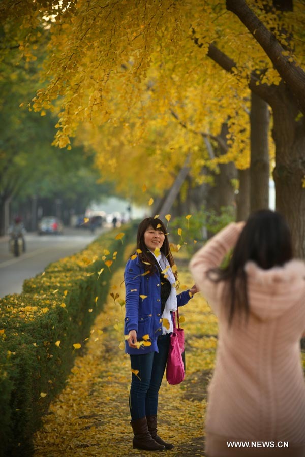 Paysage de ginkgos en automne à Beijing  (3)