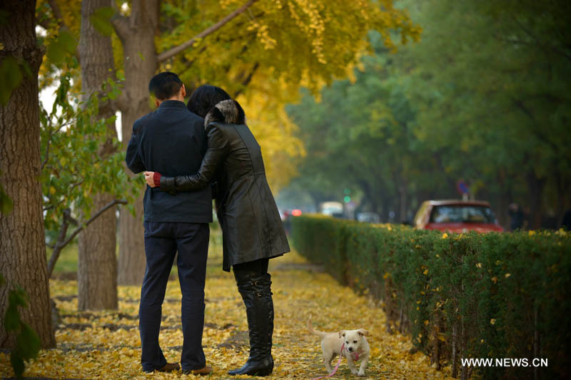 Paysage de ginkgos en automne à Beijing  (2)