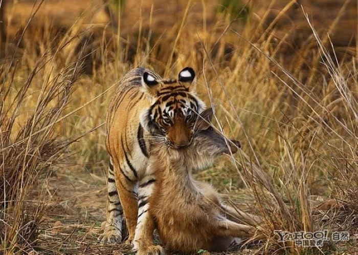 Tigre, un grand prédateur terrestre (25)