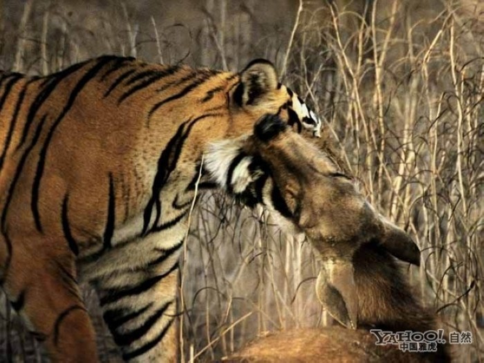 Tigre, un grand prédateur terrestre (26)