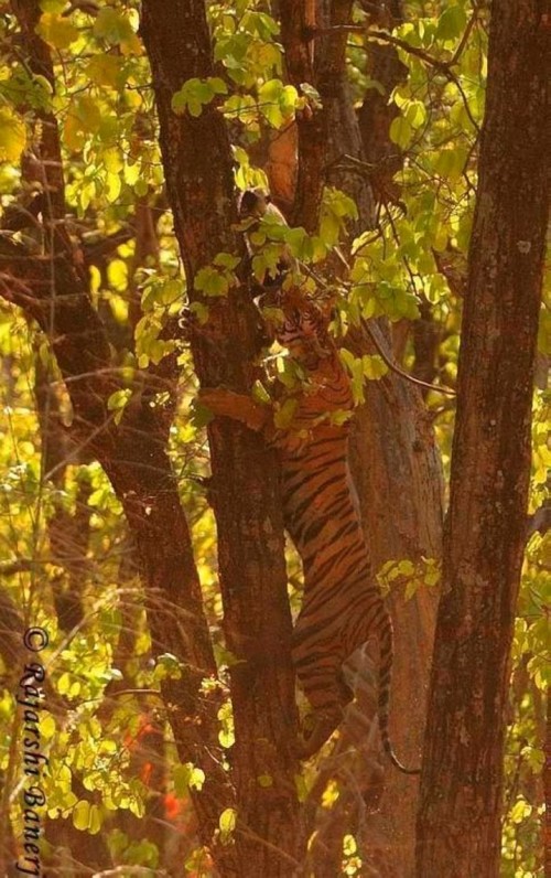 Tigre, un grand prédateur terrestre (18)