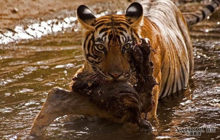 Tigre, un grand prédateur terrestre (14)