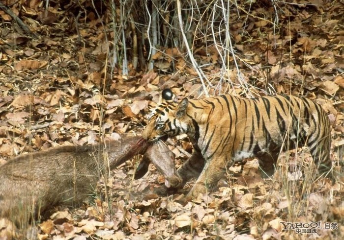 Tigre, un grand prédateur terrestre (20)