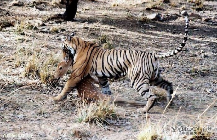 Tigre, un grand prédateur terrestre (23)