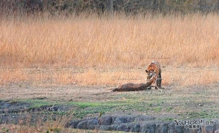 Tigre, un grand prédateur terrestre (15)