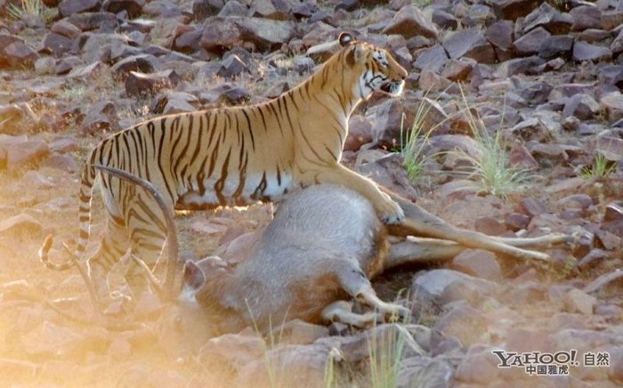 Tigre, un grand prédateur terrestre (13)