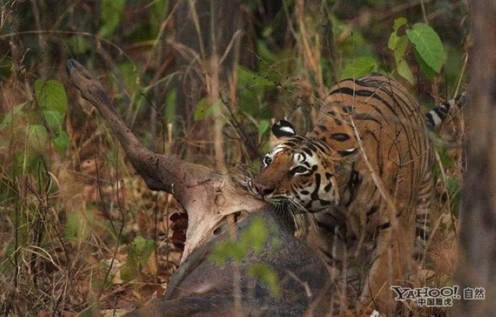 Tigre, un grand prédateur terrestre (21)