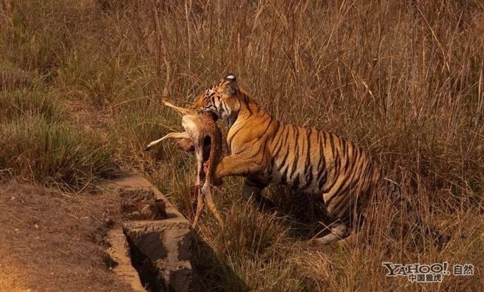 Tigre, un grand prédateur terrestre (12)