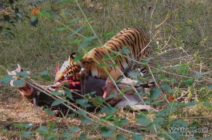 Tigre, un grand prédateur terrestre (24)