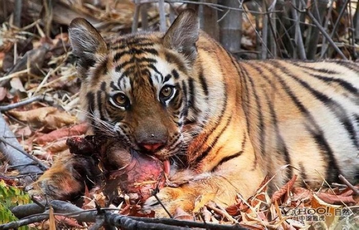 Tigre, un grand prédateur terrestre (7)