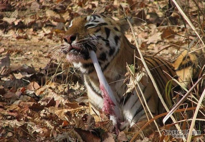 Tigre, un grand prédateur terrestre (19)