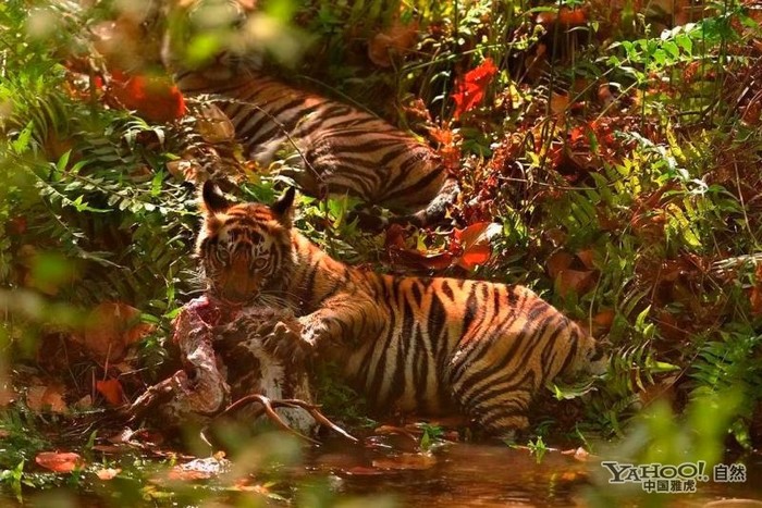 Tigre, un grand prédateur terrestre (16)