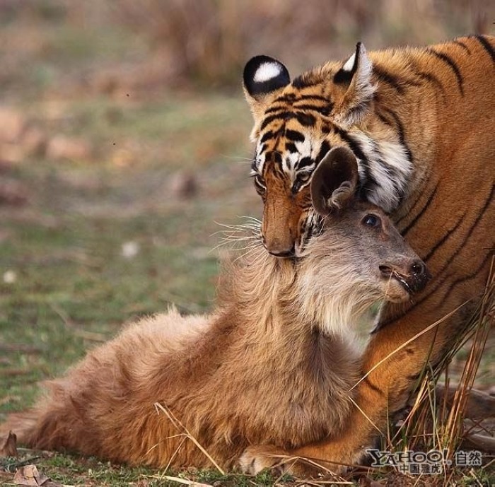 Tigre, un grand prédateur terrestre (11)