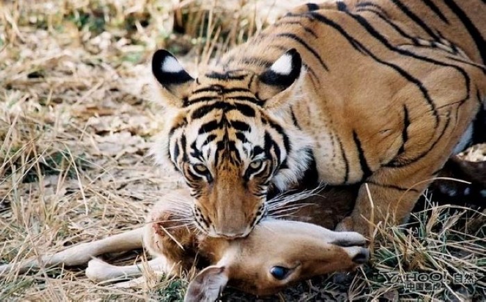 Tigre, un grand prédateur terrestre