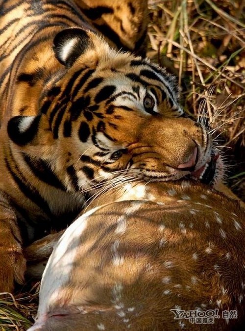 Tigre, un grand prédateur terrestre (4)