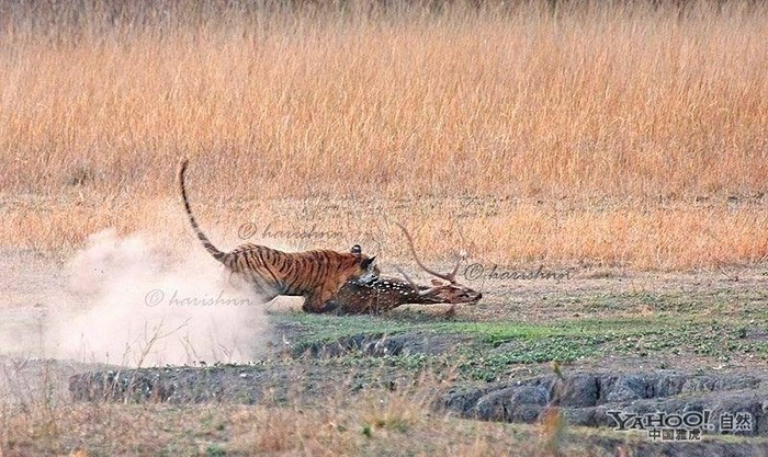 Tigre, un grand prédateur terrestre (2)