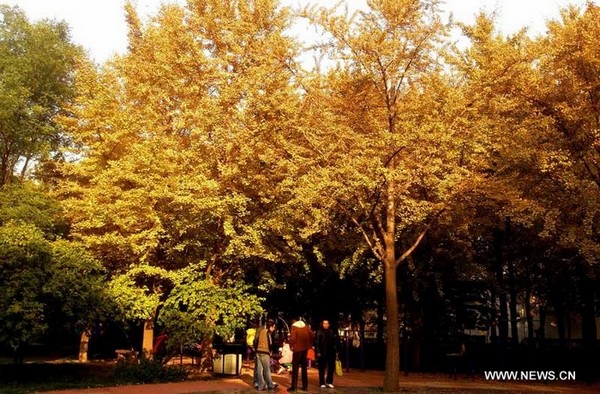 Paysage automnal à Jinan