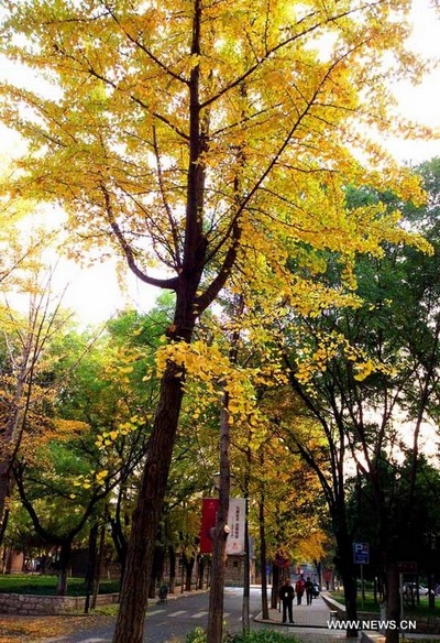 Paysage automnal à Jinan (4)