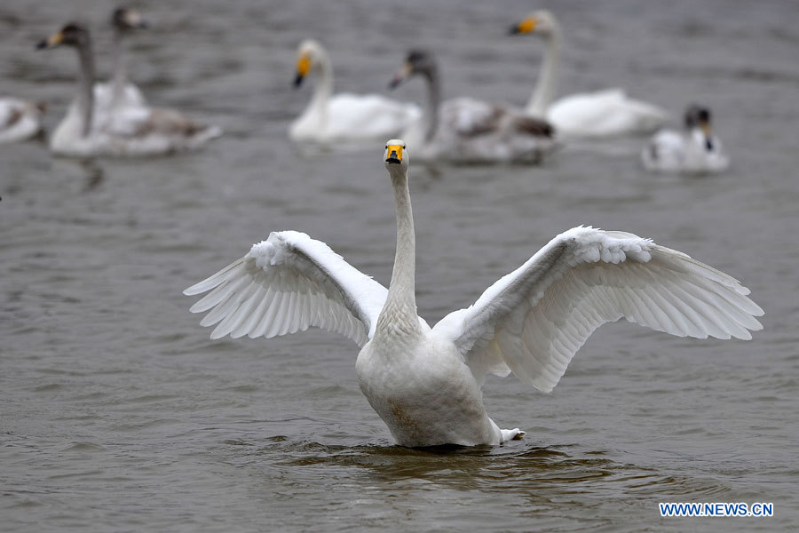 Chine : cygnes blancs migrateurs au Shanxi (nord) (3)