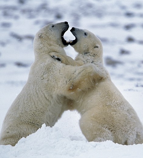 Combats spectaculaires entre des animaux sauvages (II) (5)