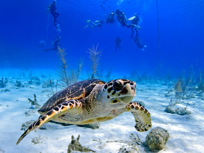 Les îles CaïmansLes îles Caïmans sont situées à l'ouest de la mer des Caraïbes. Elles regroupent trois îles : Grand Cayman (197km², l'île la plus grande et la plus commercialisée), Cayman Brac (36km²) et Little Cayman qui n'a pas encore été exploitée. Imaginez un voyage de détente aux îles Caïmans : une promenade sur la plage des Sept miles et une rencontre avec les tortues vertes dans une eau vert marbre.