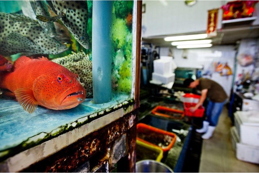Des poissons dans l'aquarium d'un magasin de fruits de mer.