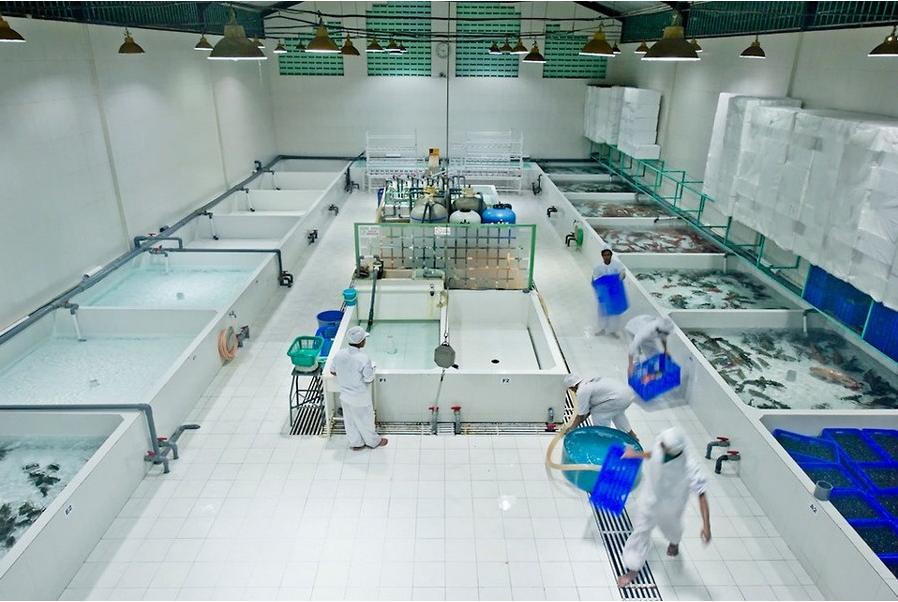 Les poissons seront normalement exportés sur les marchés d'outre-mer, notamment en Chine continentale et Hong Kong.