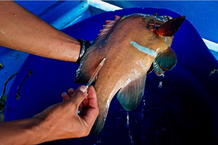 Aujourd'hui, les Bajau utilisent souvent du cyanure pour la pêche. Cette nouvelle « technique » étant très nuisible à l'environnement, ils doivent injecter de la tétracycline dans le corps des poissons pour que ceux-ci vivent plus longtemps.
