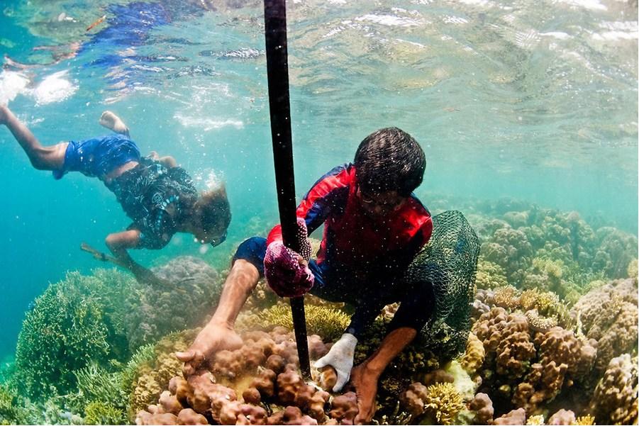 Un pêcheur en plongée pour chercher des palourdes.