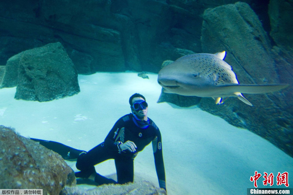 Le français Pierre Frolla nage en apnée avec des requins (4)